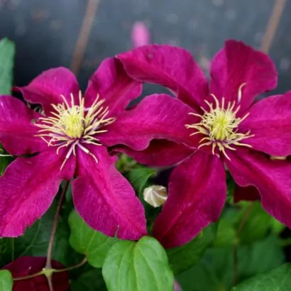Клематис Вино (Clematis Vino)