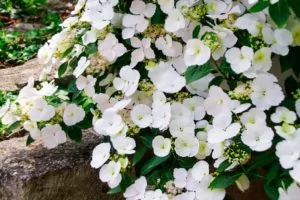 Гортензия сбежавшая невеста (Белоснежка), саженцы