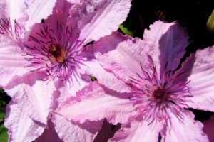 Клематис Хегли (Hagley Hybrid)