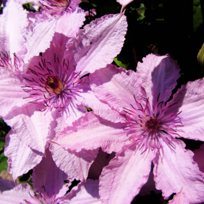 Клематис Хегли (Hagley Hybrid)