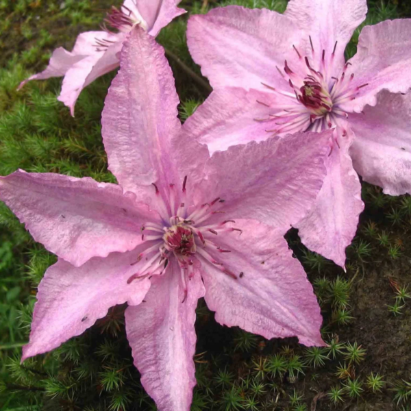Клематис Хегли (Hagley Hybrid)