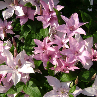 Клематис Хегли (Hagley Hybrid)