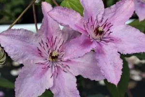 Саженцы Купить клематис Хегли (Hagley Hybrid) купить в Новосибирске