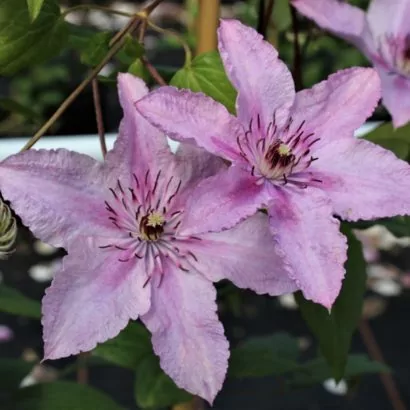 Саженцы Купить клематис Хегли (Hagley Hybrid) купить в Новосибирске