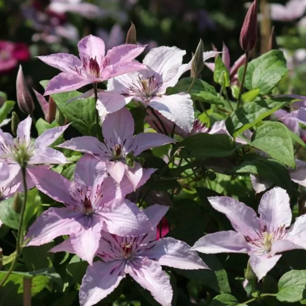 Клематис Хегли (Hagley Hybrid)