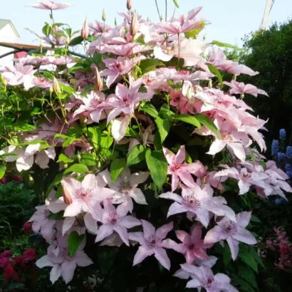 Клематис Хегли (Hagley Hybrid)