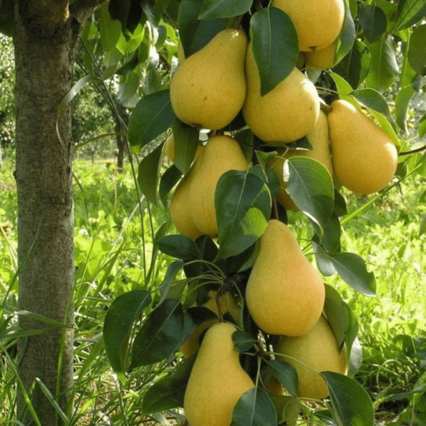 Чижовская, саженцы груши