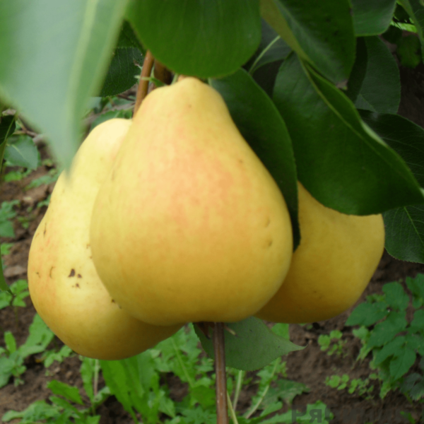 Чижовская, саженцы груши
