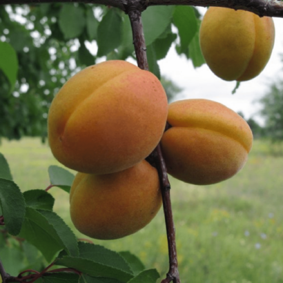 Сибиряк Байкалова, саженцы абрикоса