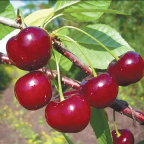 Уральская Рубиновая, саженцы вишни