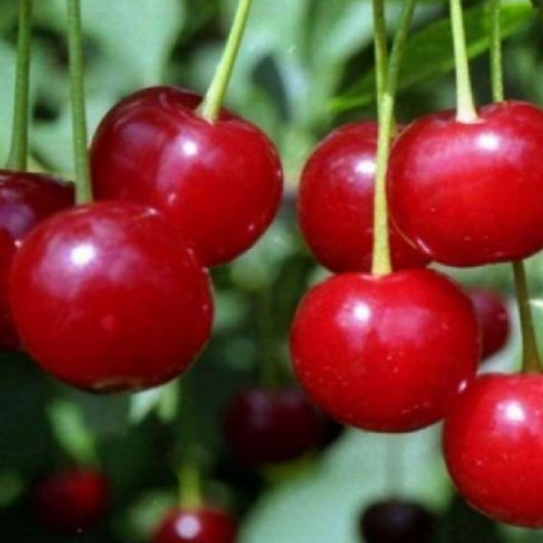Малиновка, саженцы вишни