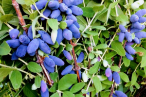 Жимолость Блю банан, канадская, (Blue Banana) саженцы