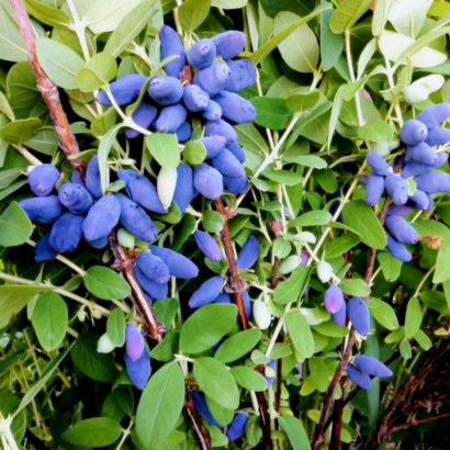 Жимолость Блю банан, канадская, (Blue Banana) саженцы