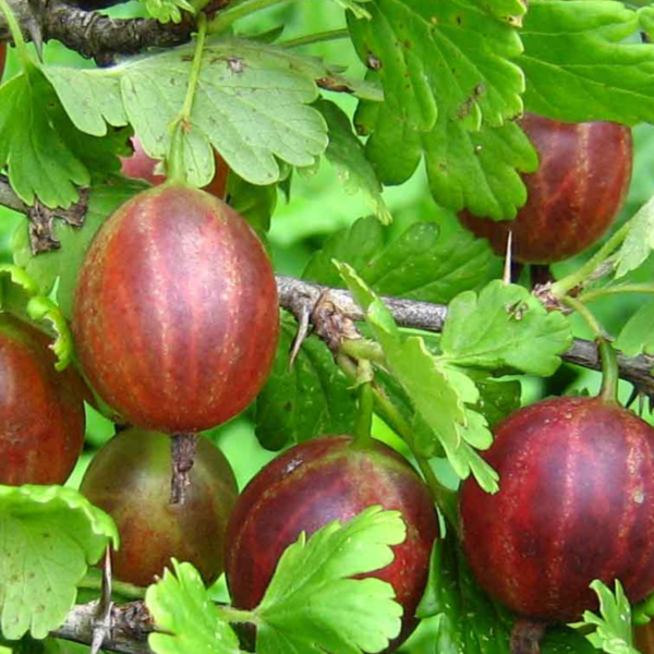 Богатырь, красный крыжовник