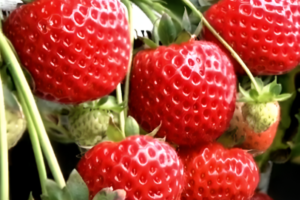 Хадемар саженцы клубники купить.🍓🌱