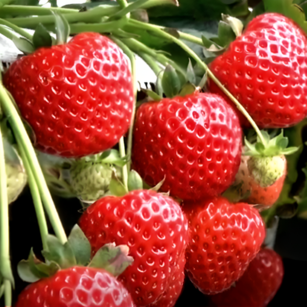 Хадемар саженцы клубники купить.🍓🌱