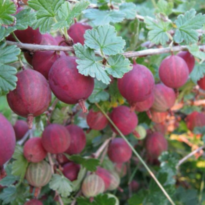Колобок, красный крыжовник