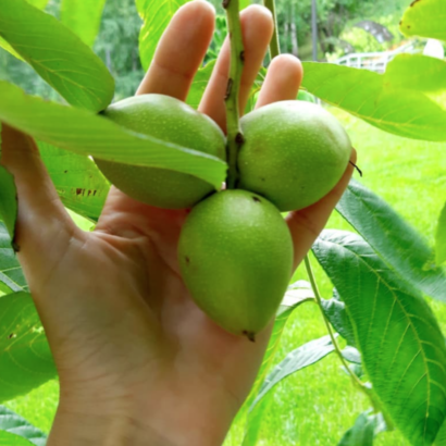 Орех Маньчжурский, саженцы