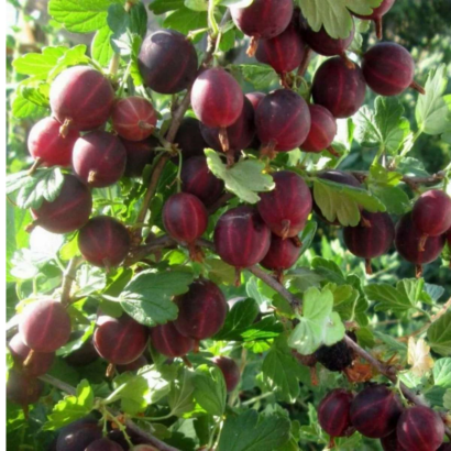 Сенатор, красный крыжовник