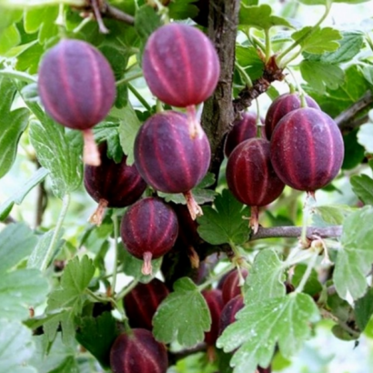 Сенатор, красный крыжовник
