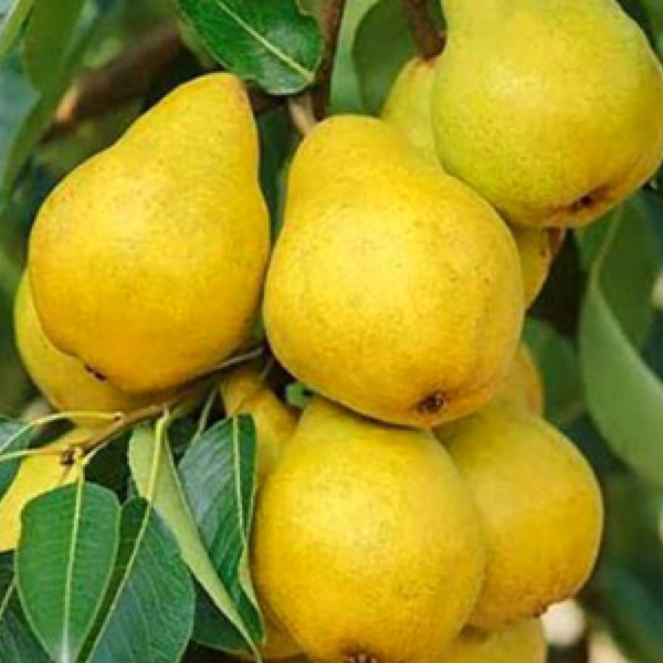 Колоновидная Медовая, саженцы груши