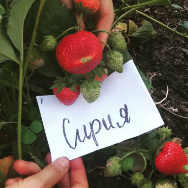 Сирия, саженцы клубники