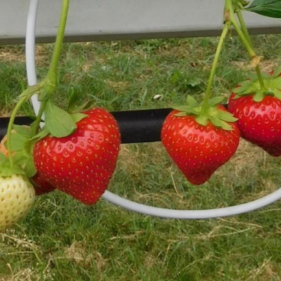 Кантус, саженцы клубники