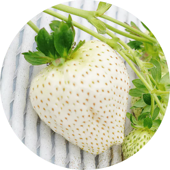 Купить саженцы клубники морозостойкая