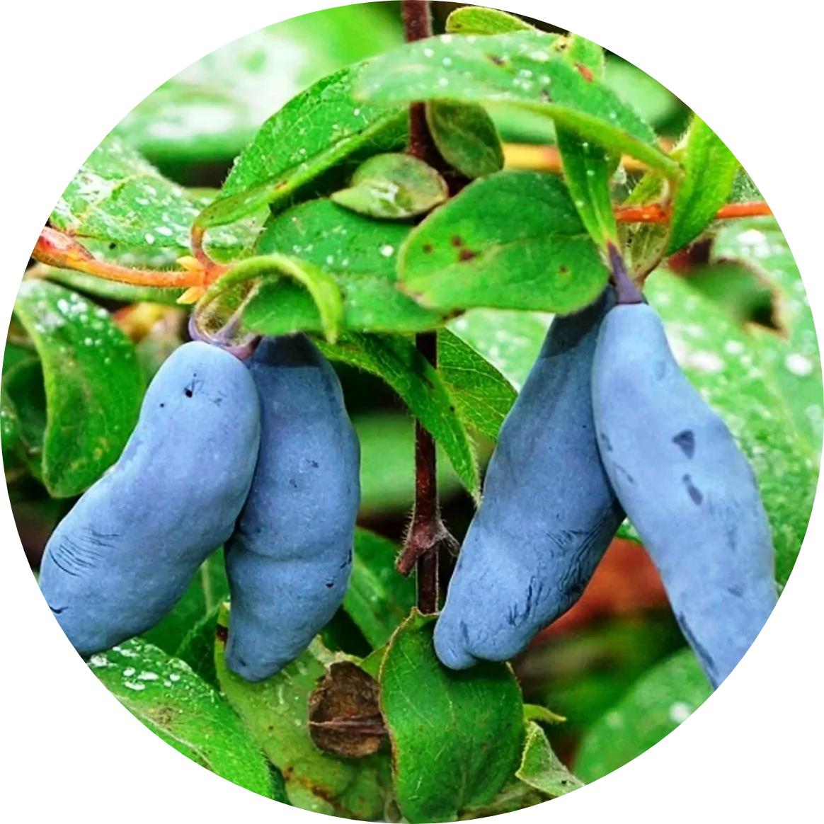 Саженцы Жимолость купить