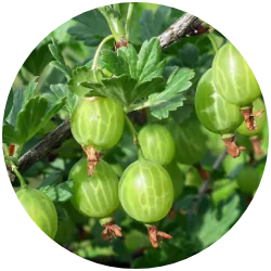 Купить саженцы крыжовника