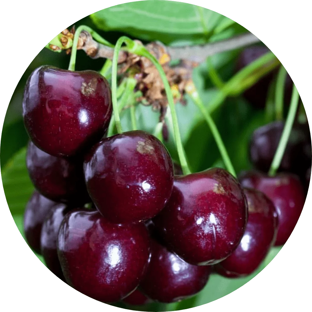 Купить саженцы вишни