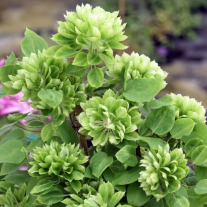 Саженцы Клематис Green Passion (Грин Пэшн) Новинка! Купить в Новосибирске.