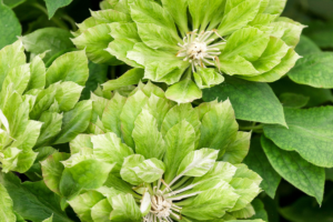 Клематис Green Passion (Грин Пэшн)
