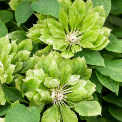 Клематис Green Passion (Грин Пэшн)