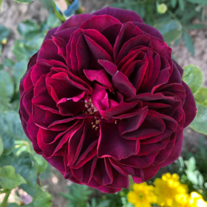 Роза Астрид Графин Фон Харденберг <br>(Astrid Grafin Von Hardenberg Rose)