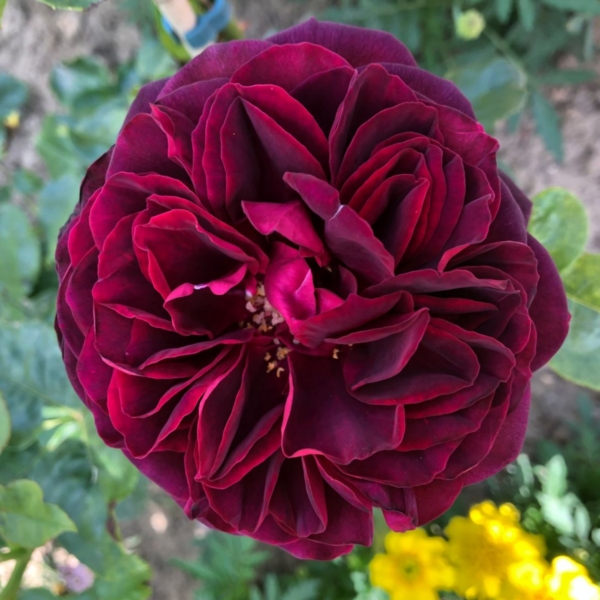 Роза Астрид Графин Фон Харденберг <br>(Astrid Grafin Von Hardenberg Rose)