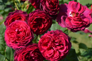 Роза Астрид Графин Фон Харденберг <br>(Astrid Grafin Von Hardenberg Rose)