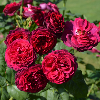 Роза Астрид Графин Фон Харденберг <br>(Astrid Grafin Von Hardenberg Rose)