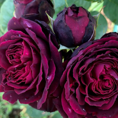 Роза Астрид Графин Фон Харденберг <br>(Astrid Grafin Von Hardenberg Rose)