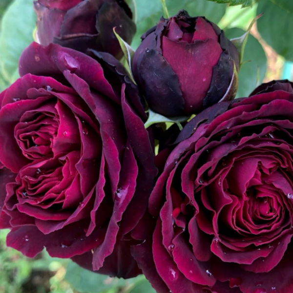 Роза Астрид Графин Фон Харденберг <br>(Astrid Grafin Von Hardenberg Rose)