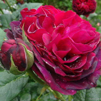Роза Астрид Графин Фон Харденберг <br>(Astrid Grafin Von Hardenberg Rose)