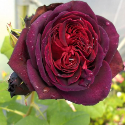 Роза Астрид Графин Фон Харденберг <br>(Astrid Grafin Von Hardenberg Rose)