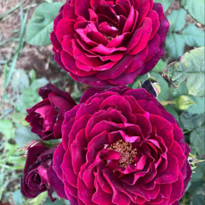 Роза Астрид Графин Фон Харденберг <br>(Astrid Grafin Von Hardenberg Rose)