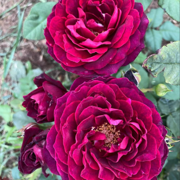 Роза Астрид Графин Фон Харденберг <br>(Astrid Grafin Von Hardenberg Rose)