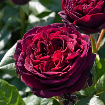 Роза Астрид Графин Фон Харденберг <br>(Astrid Grafin Von Hardenberg Rose)