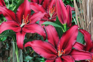 Лилия Авинжер (Lilium Avinger) купить саженцы в Новосибирске.
