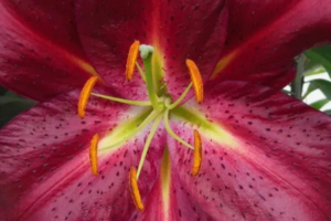 Лилия Авинжер (Lilium Lilium Avinger) купить саженцы в Новосибирске.