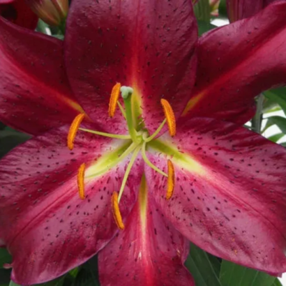 Лилия Авинжер (Lilium Lilium Avinger) купить саженцы в Новосибирске.