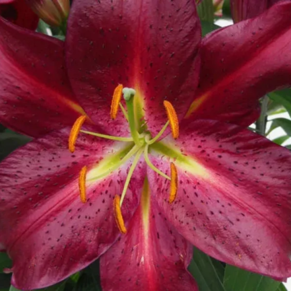 Лилия Авинжер (Lilium Lilium Avinger) купить саженцы в Новосибирске.