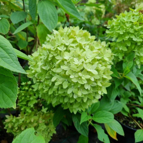 Гортензия Би Грин (Bee Green)